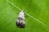 Cochylis posterana